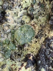 Dictyosphaeria versluysii