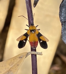 Oncopeltus spectabilis