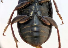 Harpalus atratus