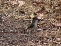 Myiarchus antillarum