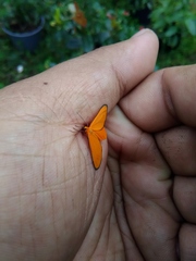 Eudulophasia invaria