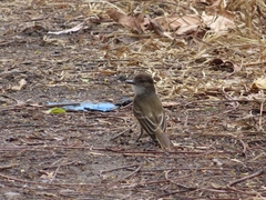 Myiarchus antillarum