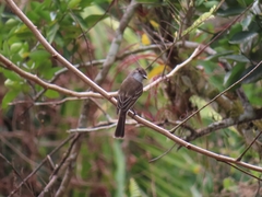 Myiarchus antillarum