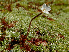 Epilobium pernitens