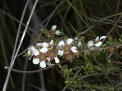 Leptospermum liversidgei