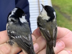 Periparus ater britannicus