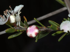 Leptospermum liversidgei