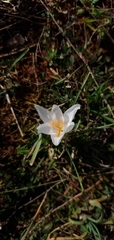 Crocus weldenii