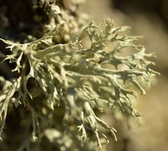 Ramalina fraxinea