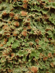 Pannaria leproloma