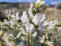 Astragalus pachypus
