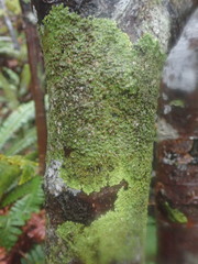 Pannaria sphinctrina