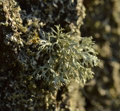 Ramalina fraxinea