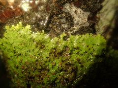 Pannaria sphinctrina