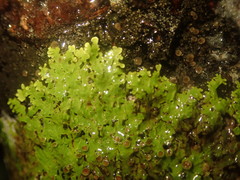 Pannaria sphinctrina