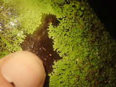 Pannaria sphinctrina