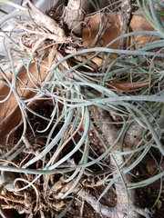 Tillandsia baileyi