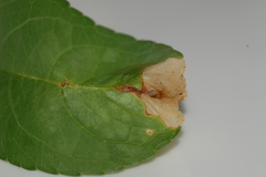 Orchestes pallicornis