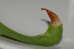 Orchestes pallicornis