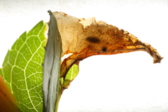 Orchestes pallicornis