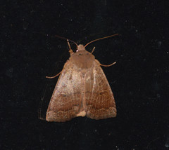 Sericaglaea signata