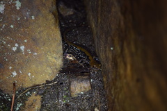 Plethodon petraeus