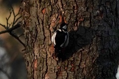 Dendrocopos major