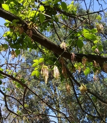 Acer negundo mexicanum