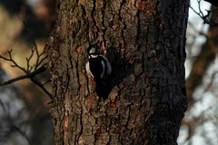 Dendrocopos major