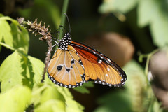 Danaus chrysippus dorippus