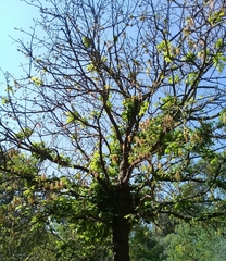 Acer negundo mexicanum