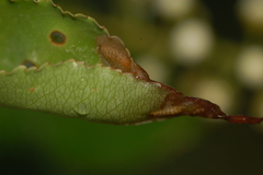 Orchestes pallicornis