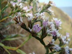 Goniolimon tauricum