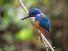 Alcedo semitorquata
