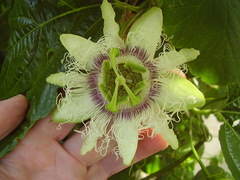 Passiflora edulis