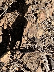 Termitinae