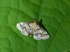 Metasia ophialis