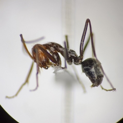 Myrmecocystus semirufus