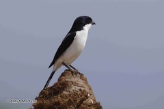 Lanius dorsalis