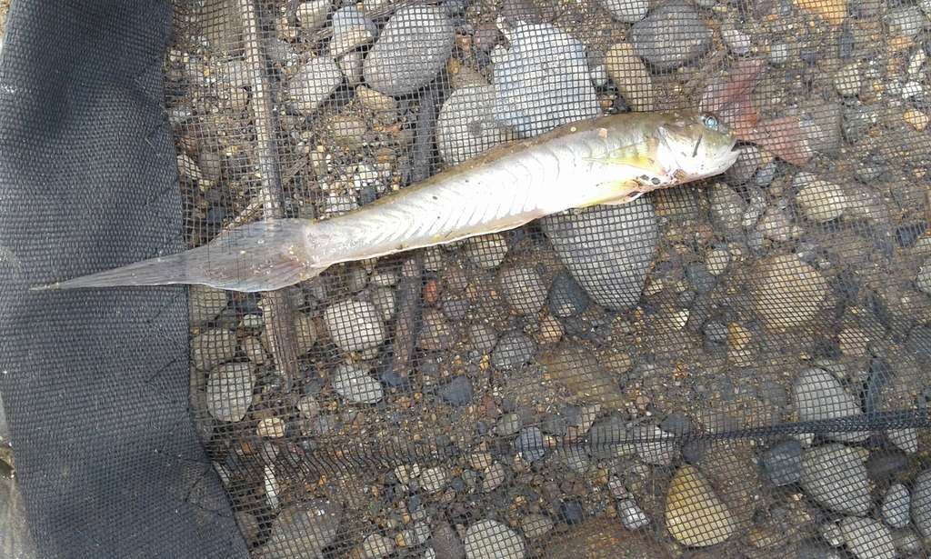 Estuary goby (Gobionellus microdon) — Gobiidae