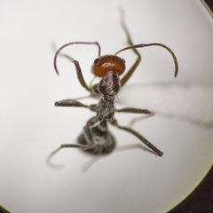 Myrmecocystus semirufus