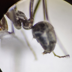 Myrmecocystus semirufus