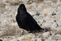 Corvus corone