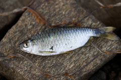 Brycinus