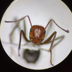 Myrmecocystus semirufus