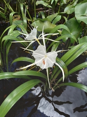 Hymenocallis rotata