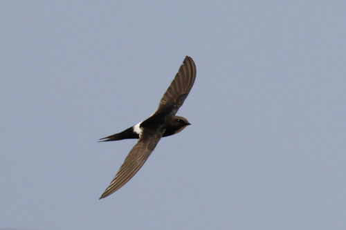 Foto de White-rumped Swift