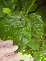 Passiflora edulis