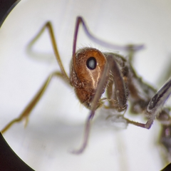 Myrmecocystus semirufus