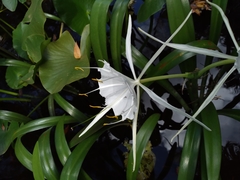 Hymenocallis rotata